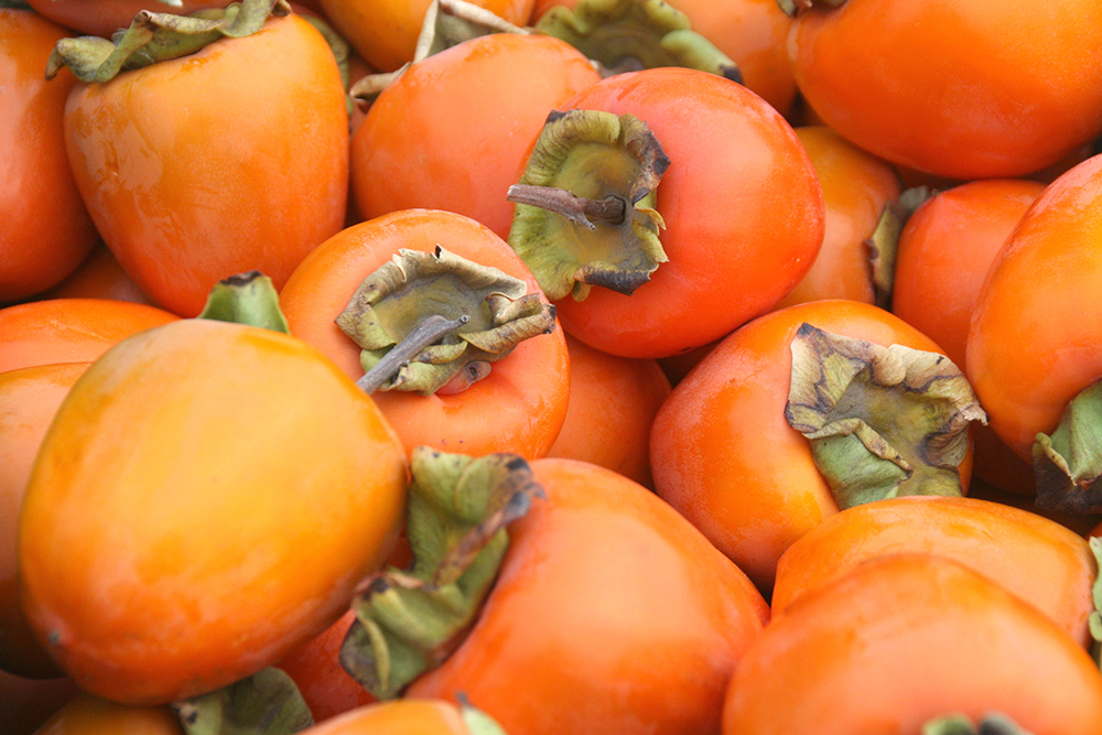 Can Dogs Eat Persimmons Nom Nom