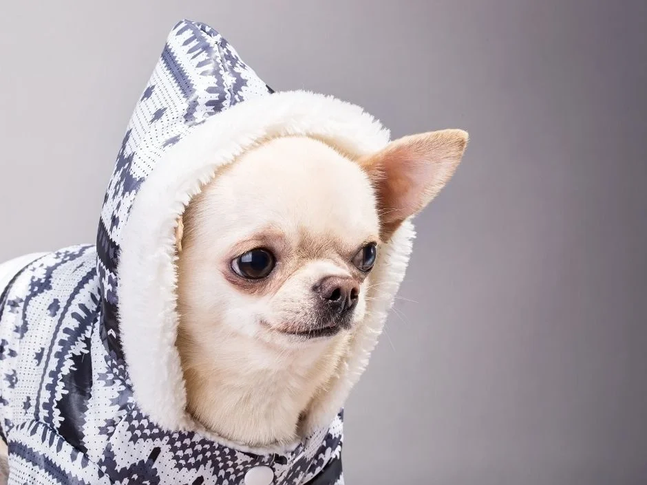 Apple Head Chihuahua in a gray hooded winter jacket showing rounded dome skull and compact brachycephalic build