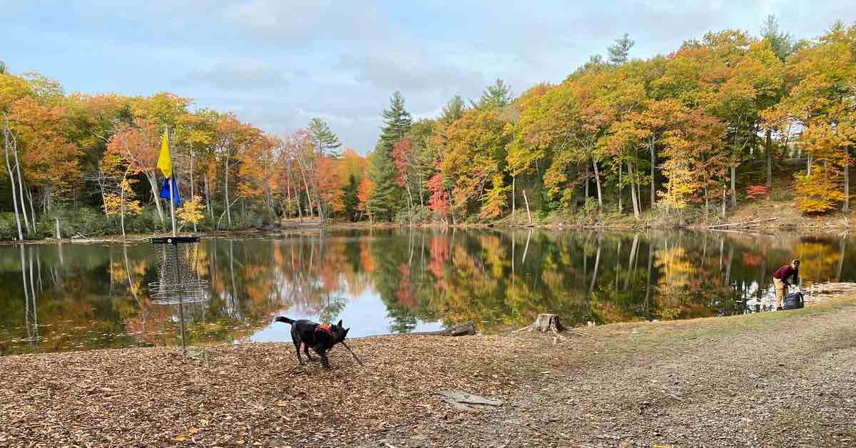 A disc golf basket in front of a large pond with trees in fall color behind it. A man reaching for a disc and a dog playing with a stick