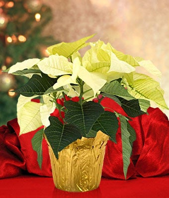 White Poinsettia