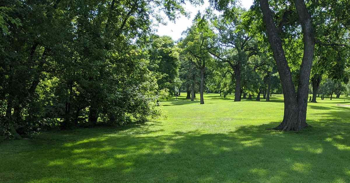 Well-mown green grass and scattered trees in a park landscape