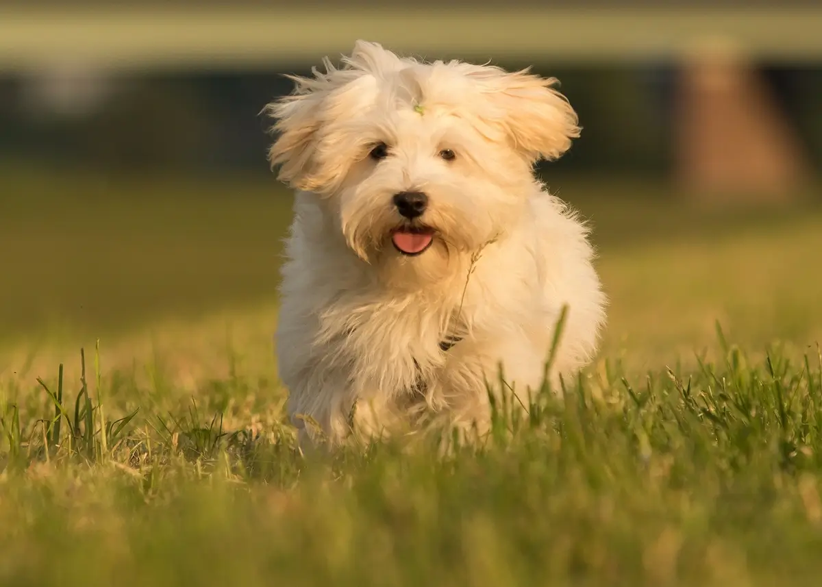 a white Havanese dog runs through a field toward the camera