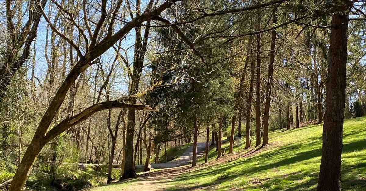 A slope from left to right in a wooded area with a clear area of grass