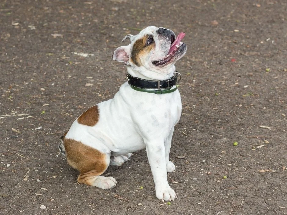 White and tan English Bulldog sitting and looking up attentively during a positive reinforcement training session