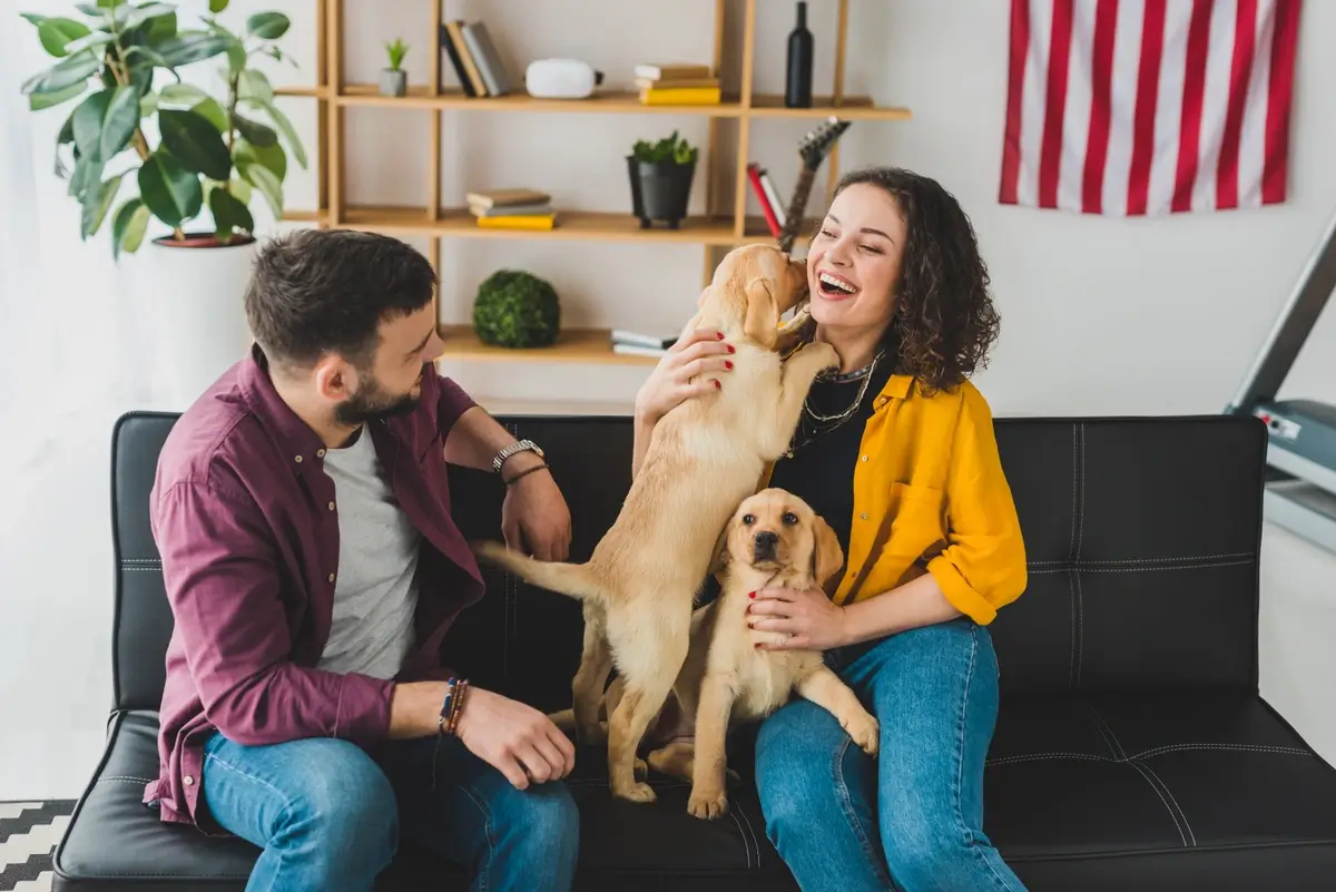 A man and a woman sit on a couch while 2 Labrador Retriever puppies jump up on the woman