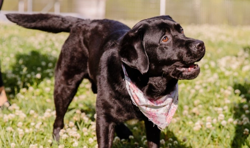 A shiny black dog outside