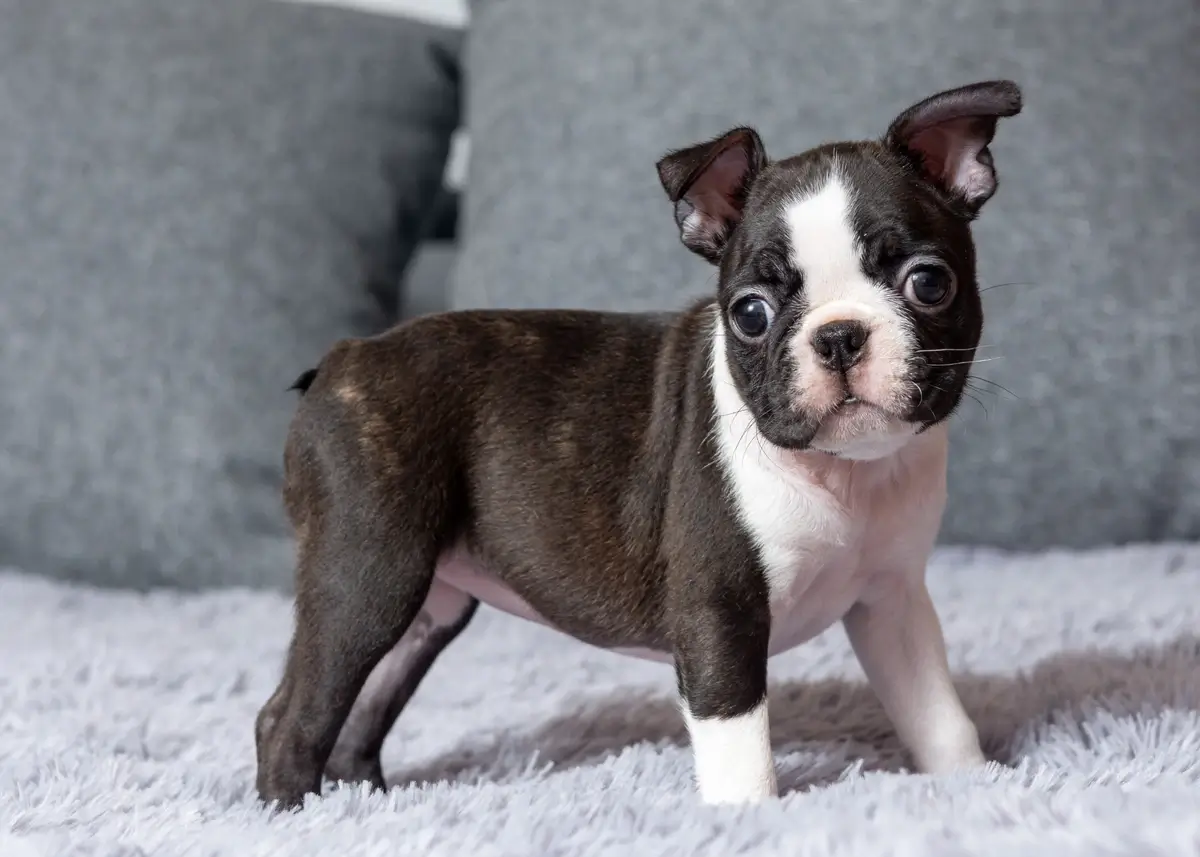 bostonterrierpuppycover (1).webp
