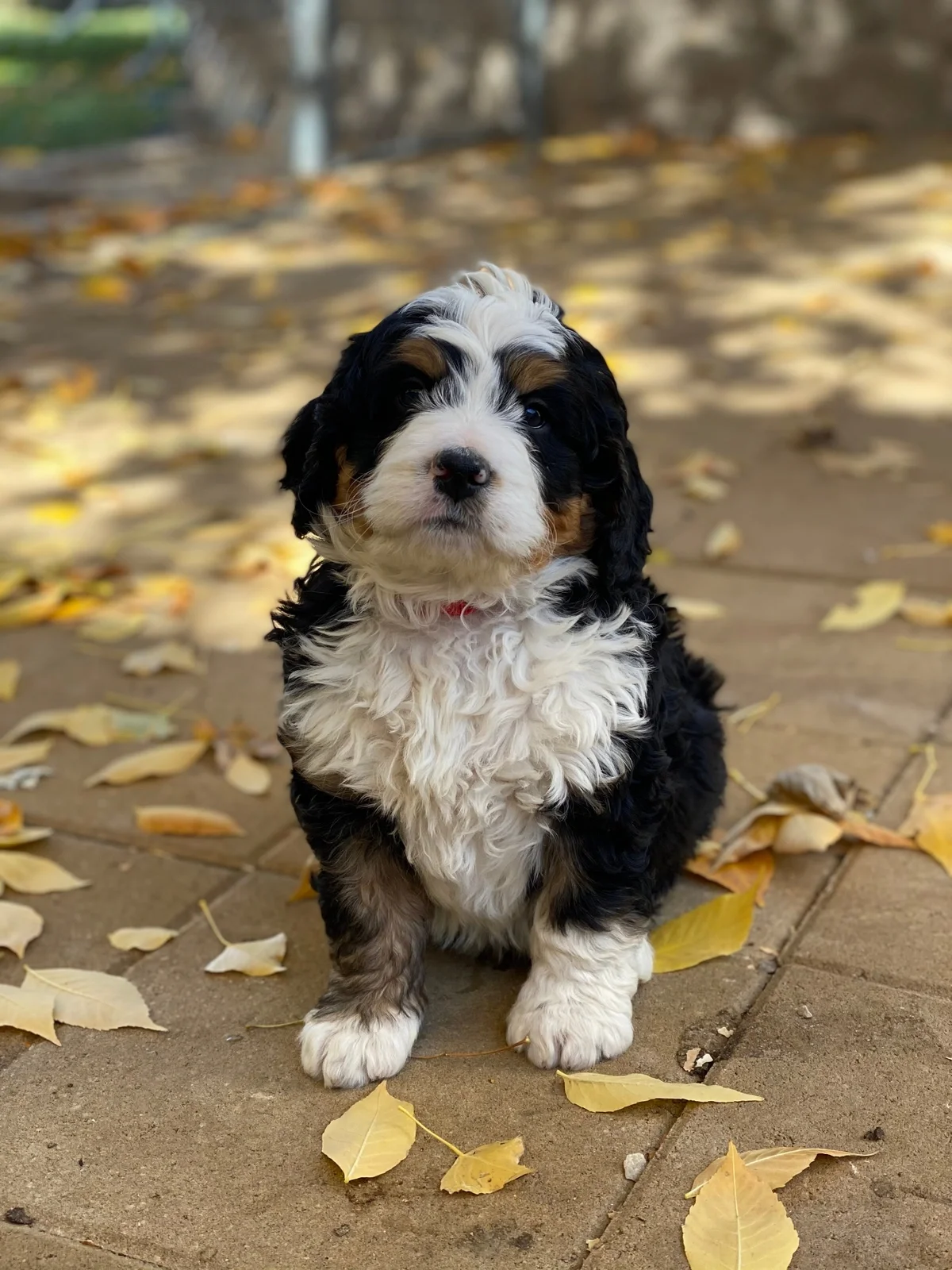 Puppy Spot logo