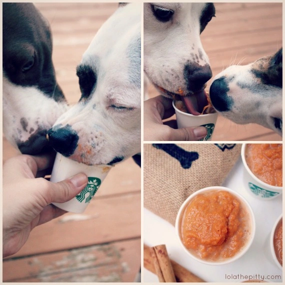 Pumpkin-puppuccinos-collage.webp