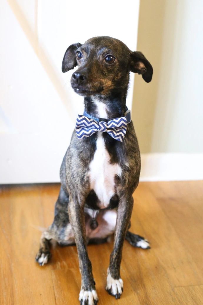 helpfulhomemade.No-Sew-Dog-Bow-Tie-Co...