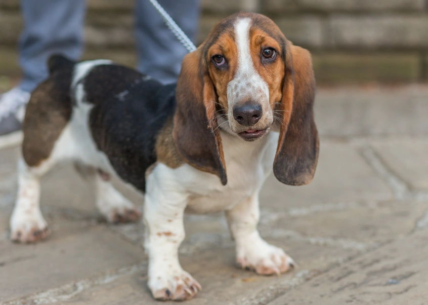 bassethoundpuppyleash.webp