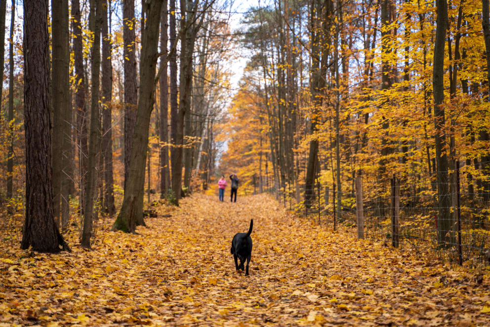 dog hiking in fallen leaves during fall in vermont