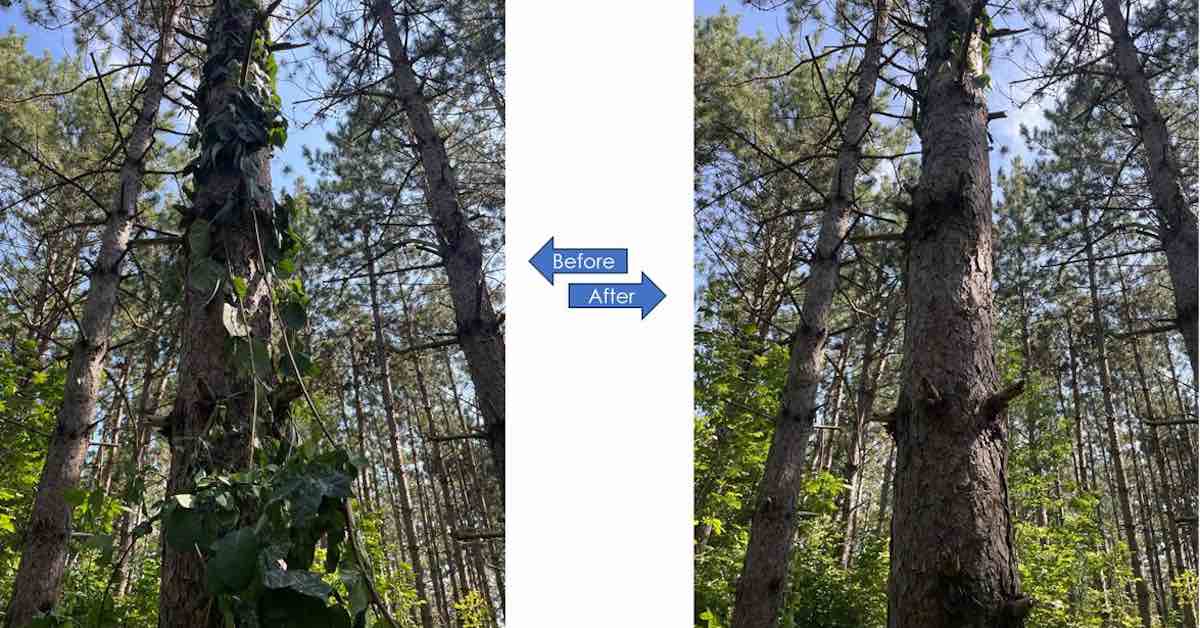 Photo of a tree before and after a large vine was removed from it