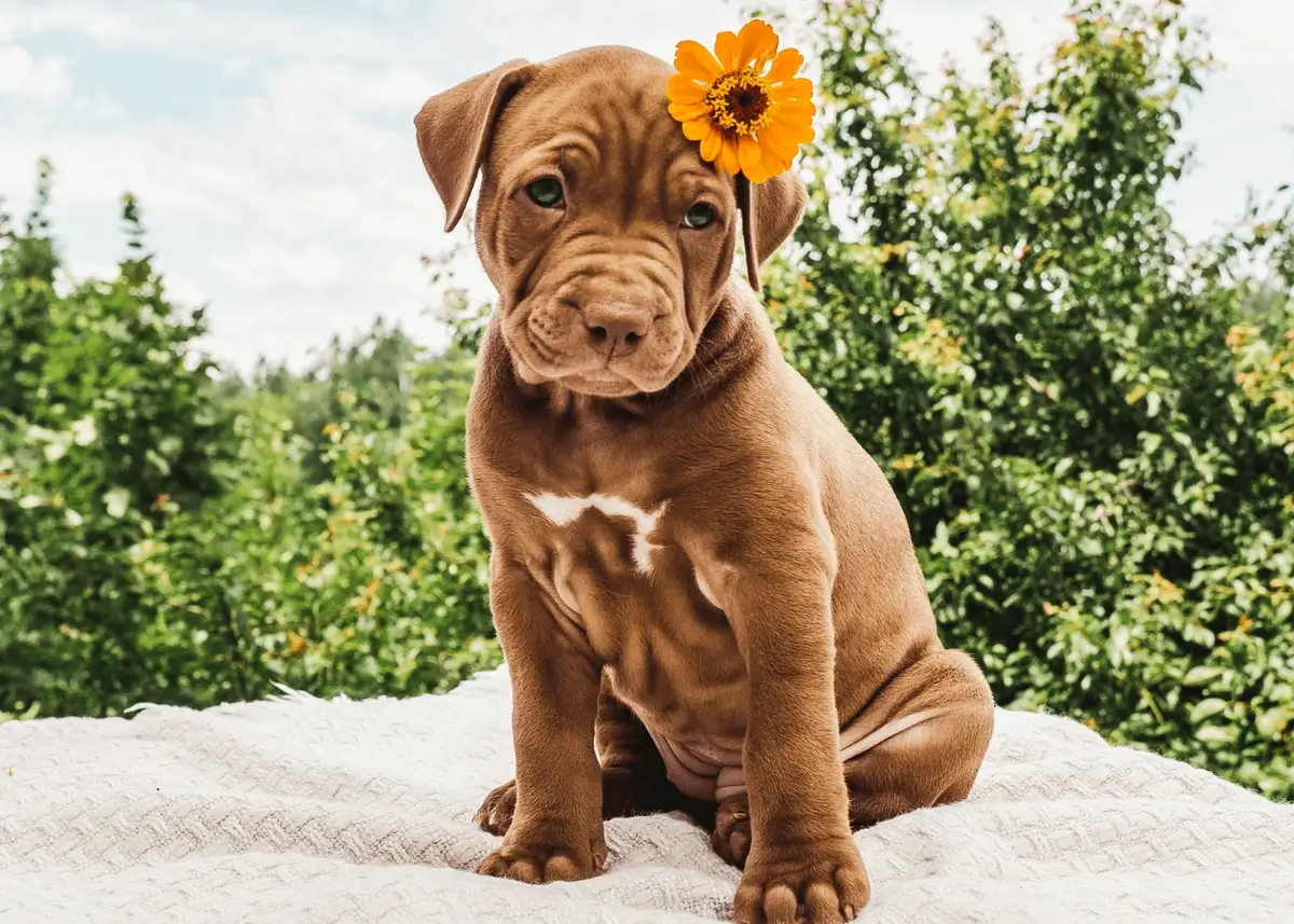 pitbullpuppy (1).webp