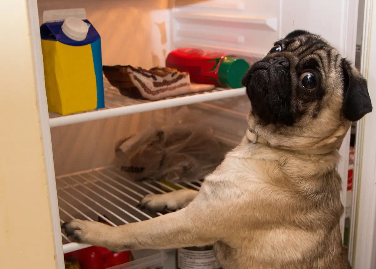 a Pug puppy looks in a refrigerator