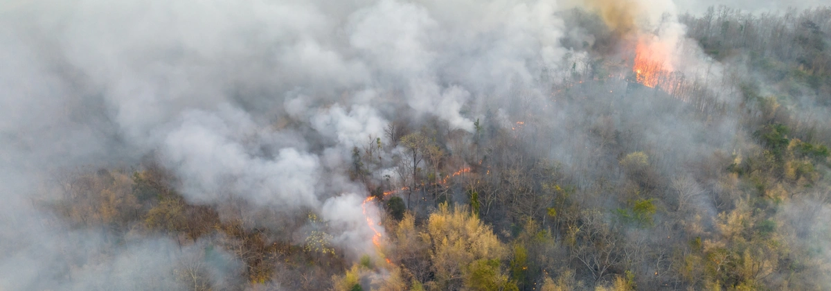 Wildfire in the Forest