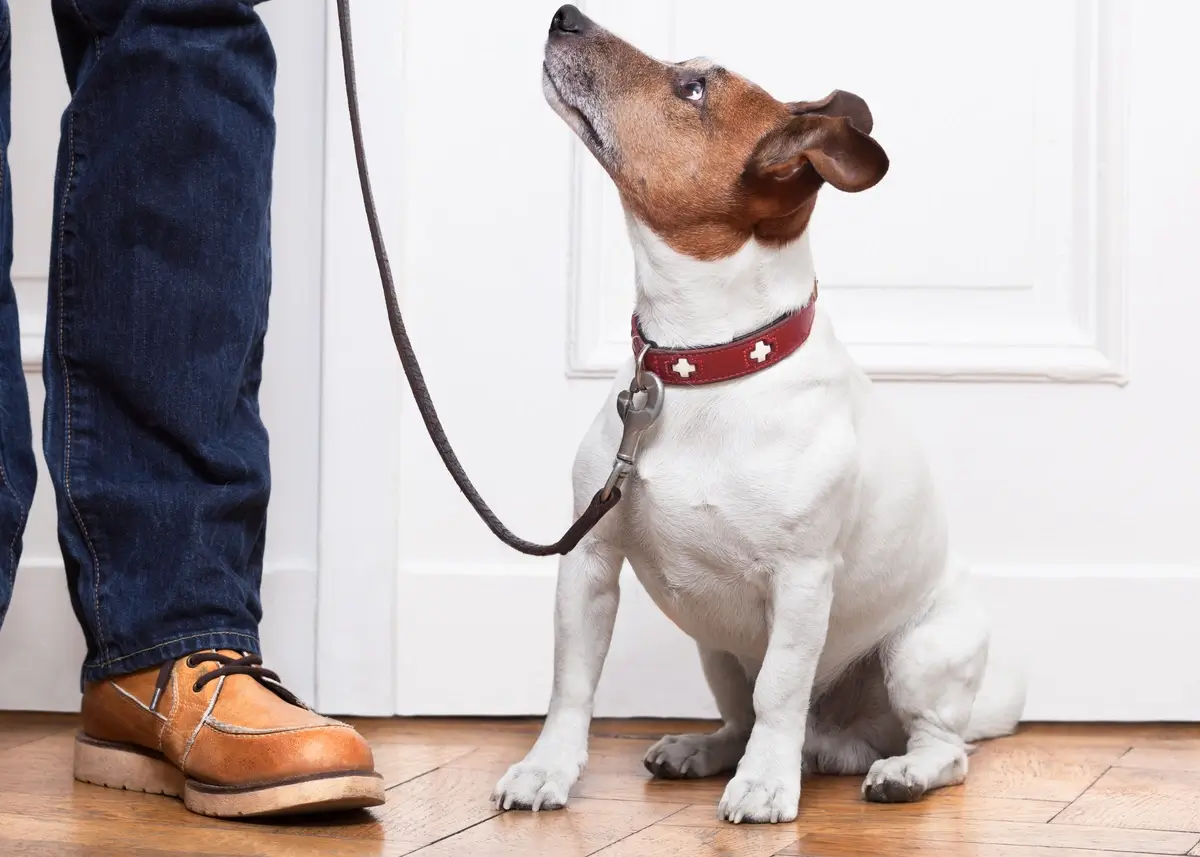 The Science of Canine Pack Mentality & Puppy Leadership