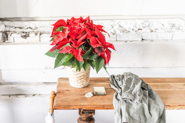 Poinsettia Plant