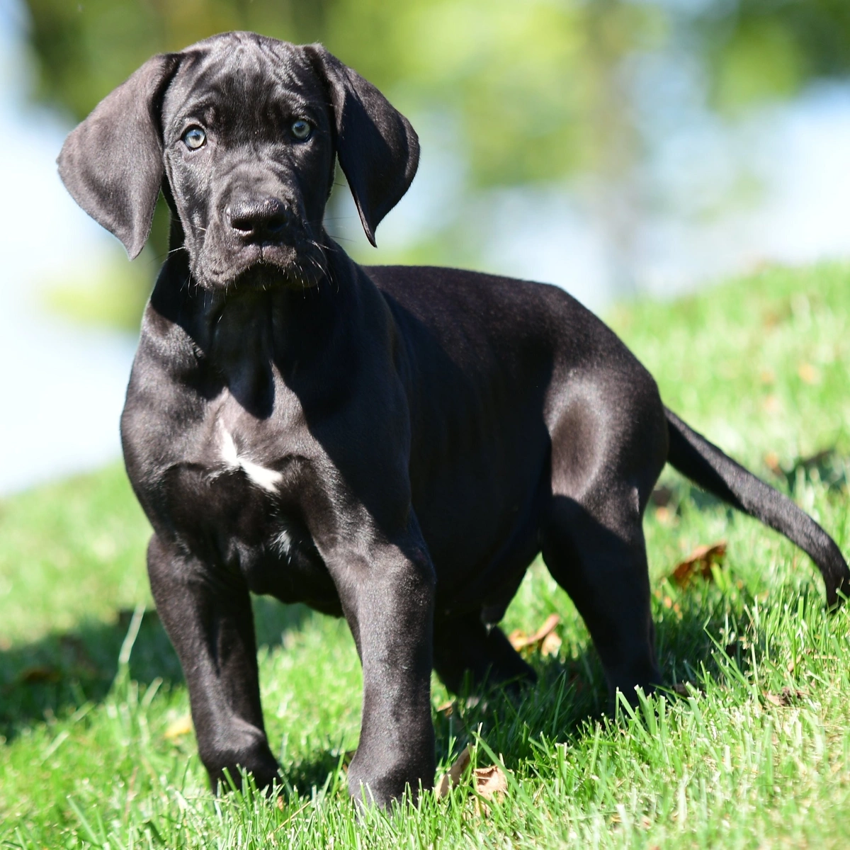 What Are the Best Companion Dog Breeds? | PuppySpot