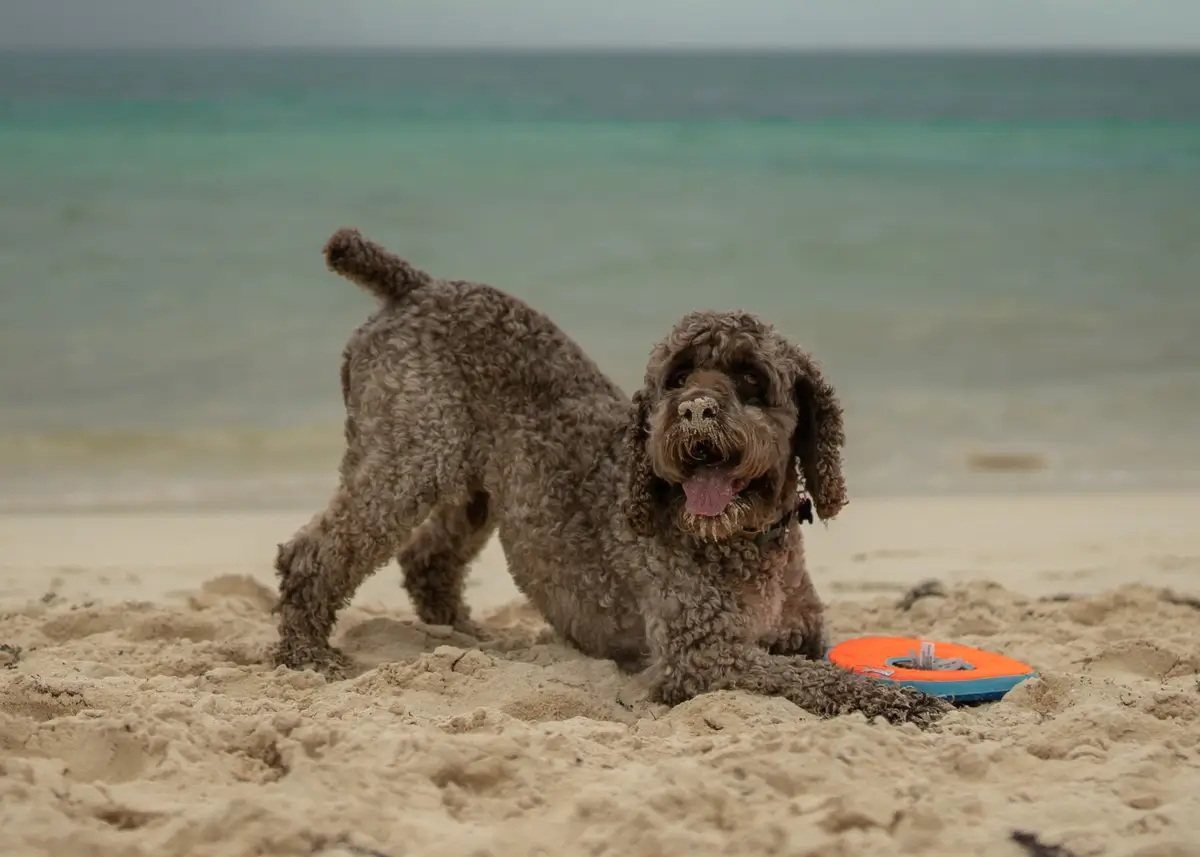 a doodle puppy play bows on the sand with the ocean in the background behind him