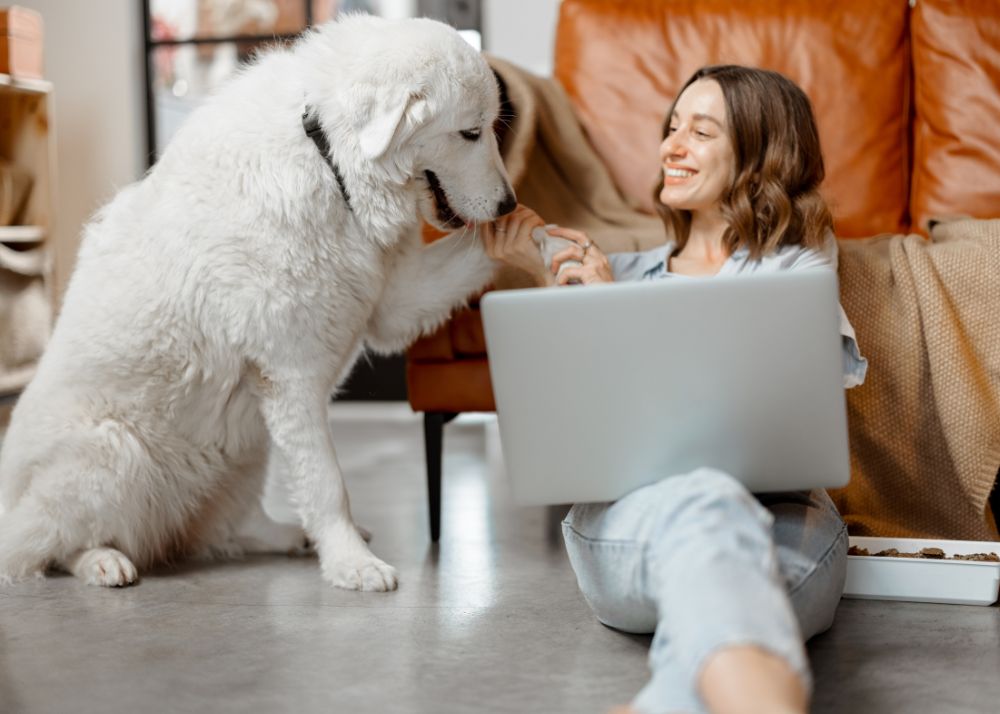 A Great Pyreness gives a high five to a woman sitting on the ground with a laptop in her lap