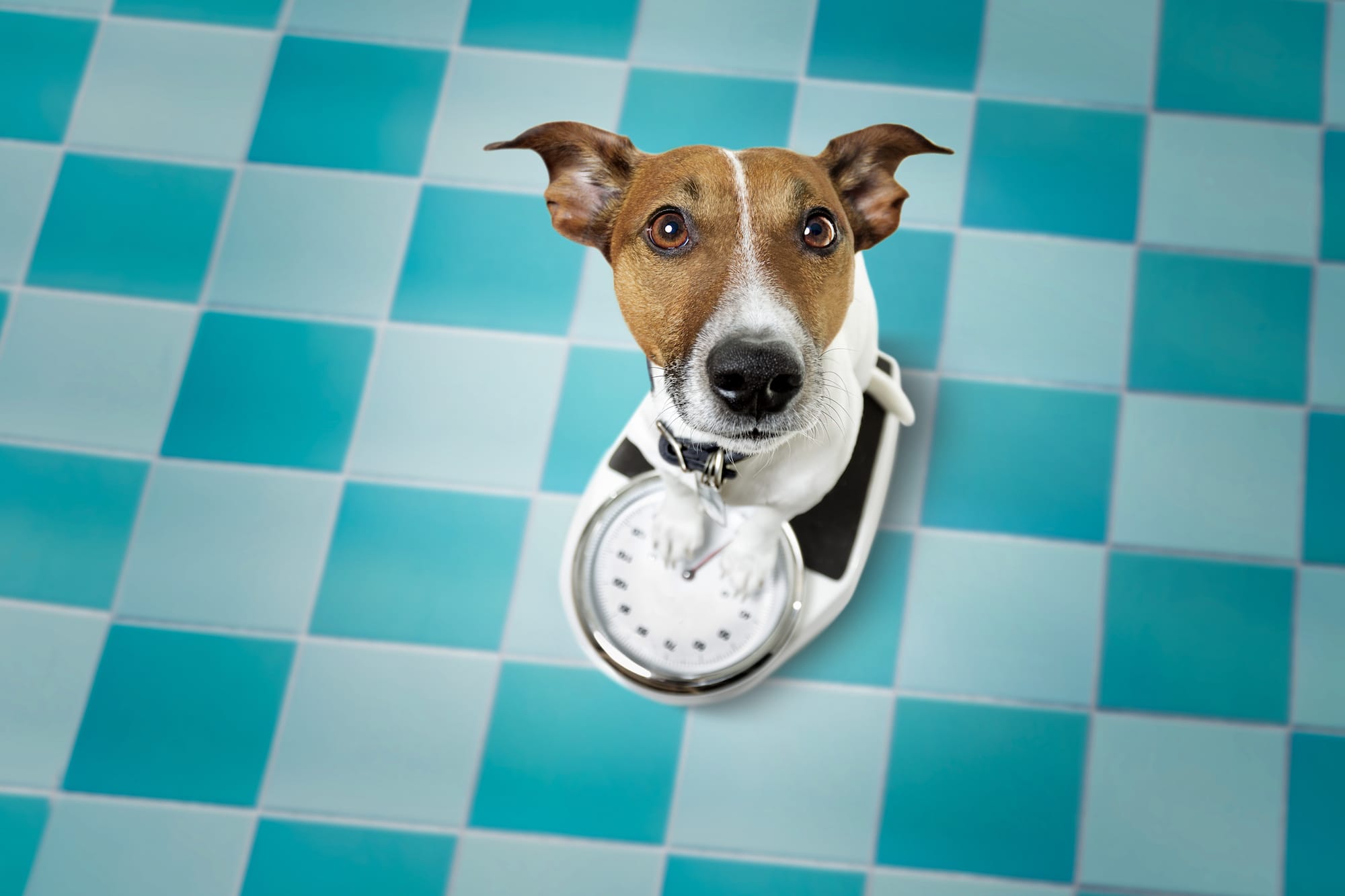 What Causes Quick Weight Loss In Dogs