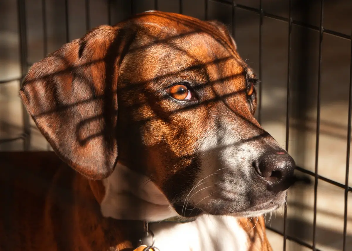 A crated brownish red dog with gorgeous eyes looks off into the distance