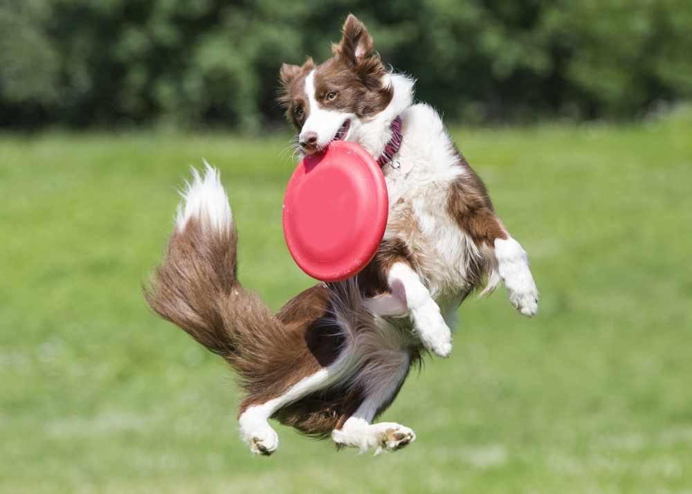 Australian Shepherd leaps into the air to catch a frisbee