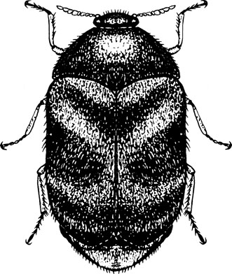 Khapra Beetle risk to Australia. TGL reports