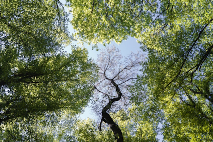 Trees shown from the ground up