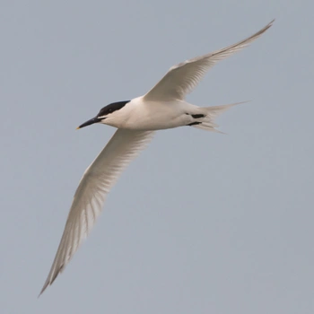 Alabama Birds Sandwich Tern