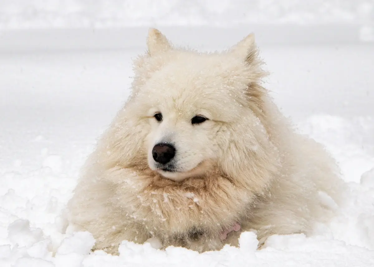 13 Cold Weather Tips for Pets How to Keep Pets Warm