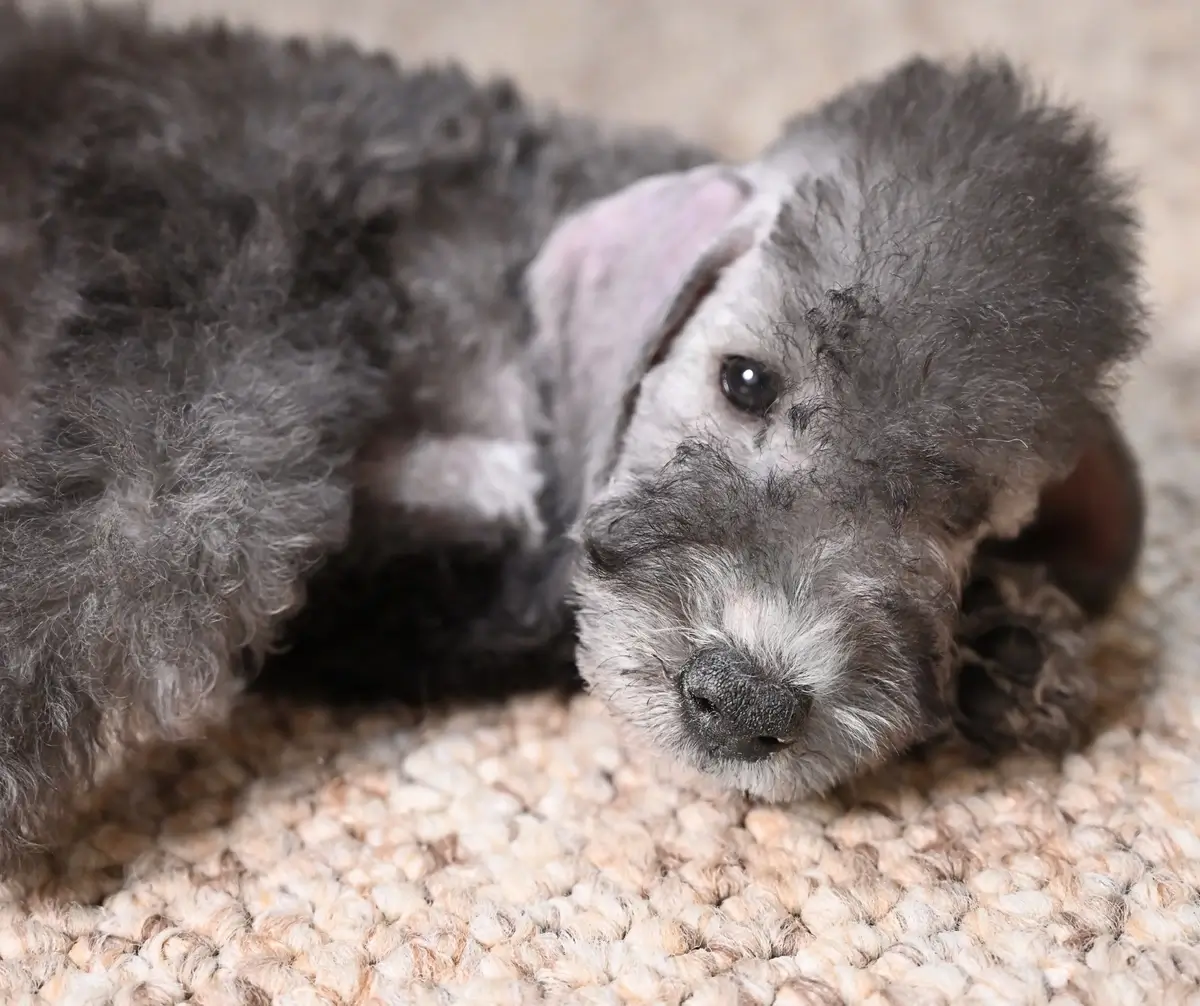 Bedlington Terrier Puppy.webp