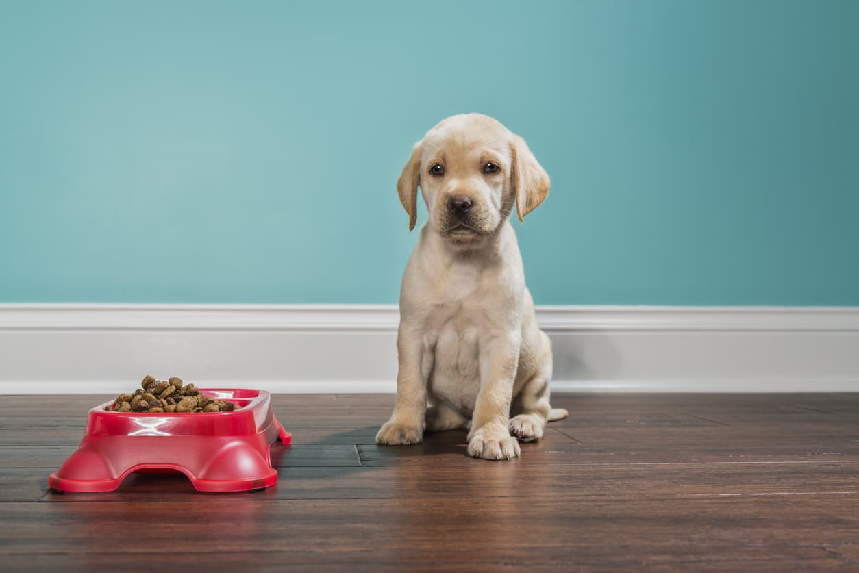 what to do if puppy is not eating