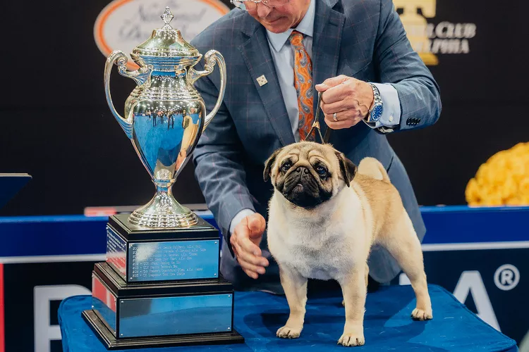 Vito the Pug, 2024 National Dog Show Winner