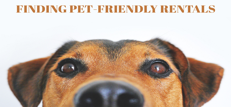 Finding Pet-Friendly Rentals