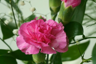 Pink Carnation