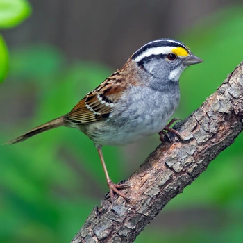 Alabama Birds White-Throated Sparrow