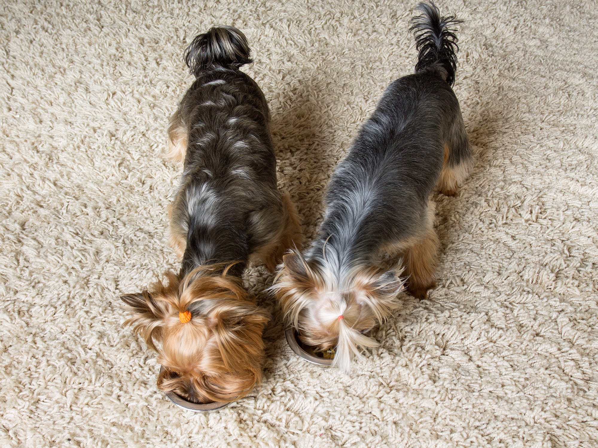 How to outlet feed a dog