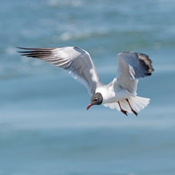 Alabama Birds Laughing Gull