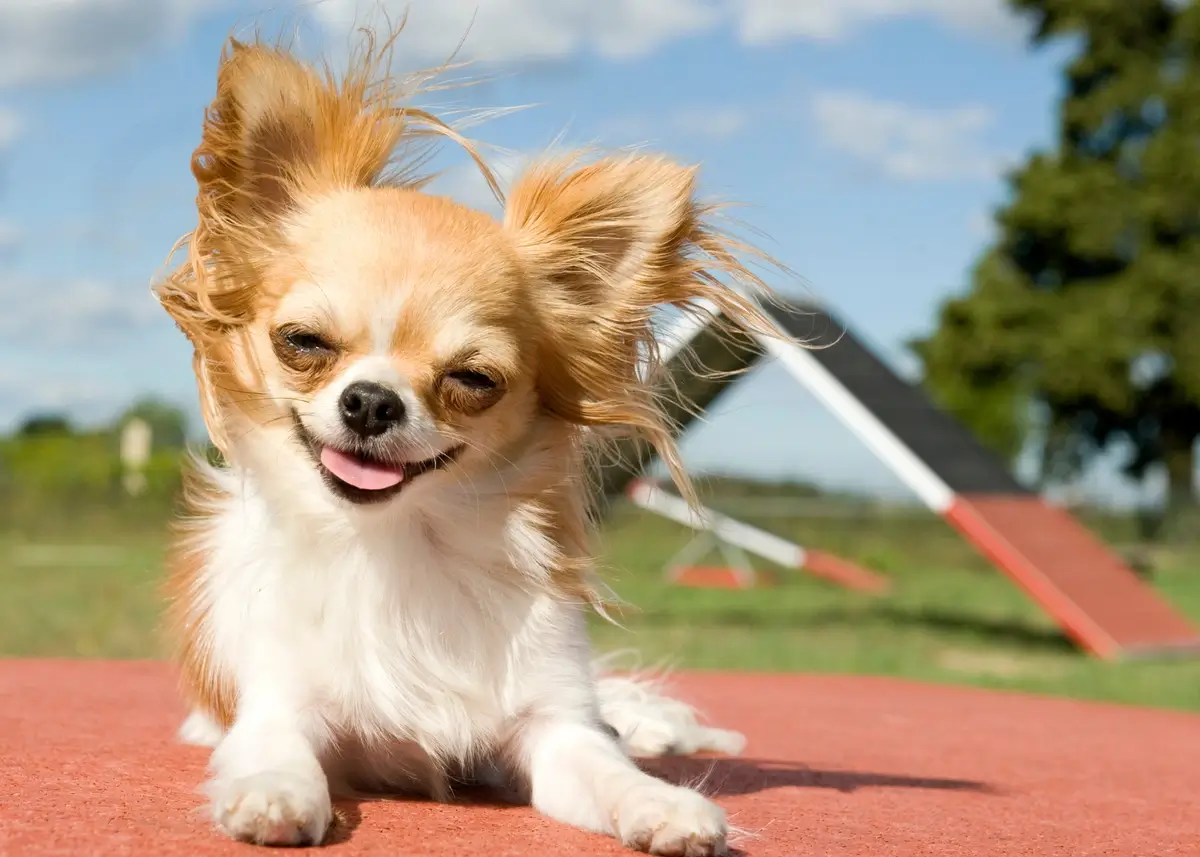 chihuahuaagility (1).webp