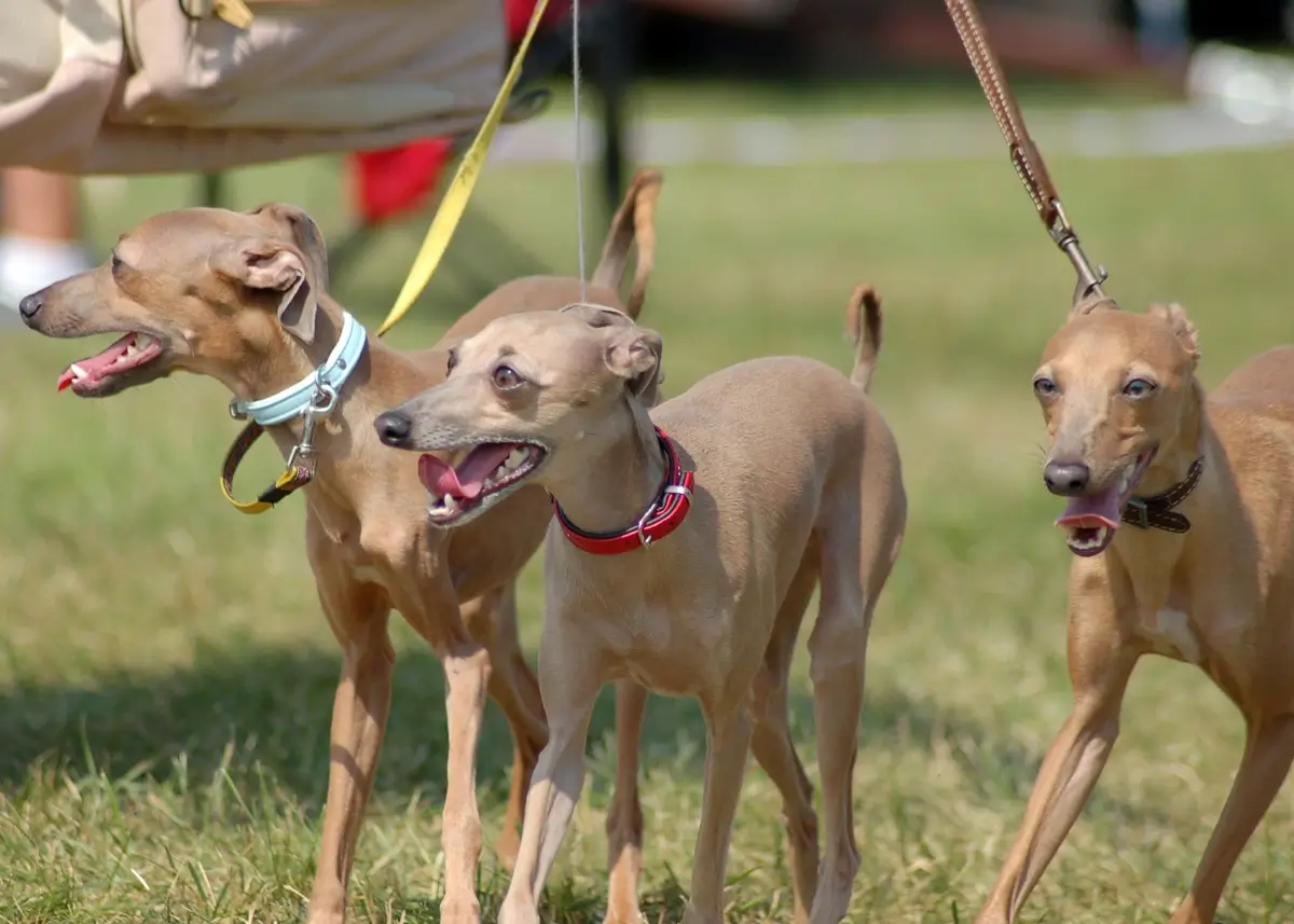 3 happy Italian Greyhounds walking on leashes