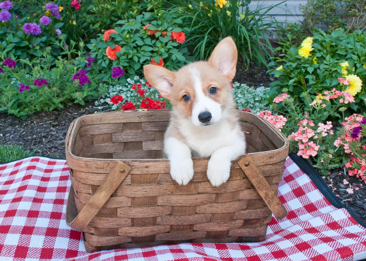 A Corgi puppy peers out of a wicker woven basket resting on a red and white checkered cloth