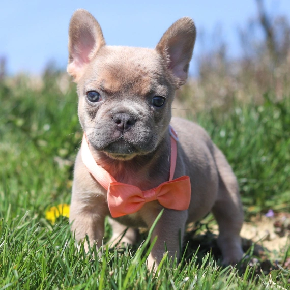 french bulldog puppies