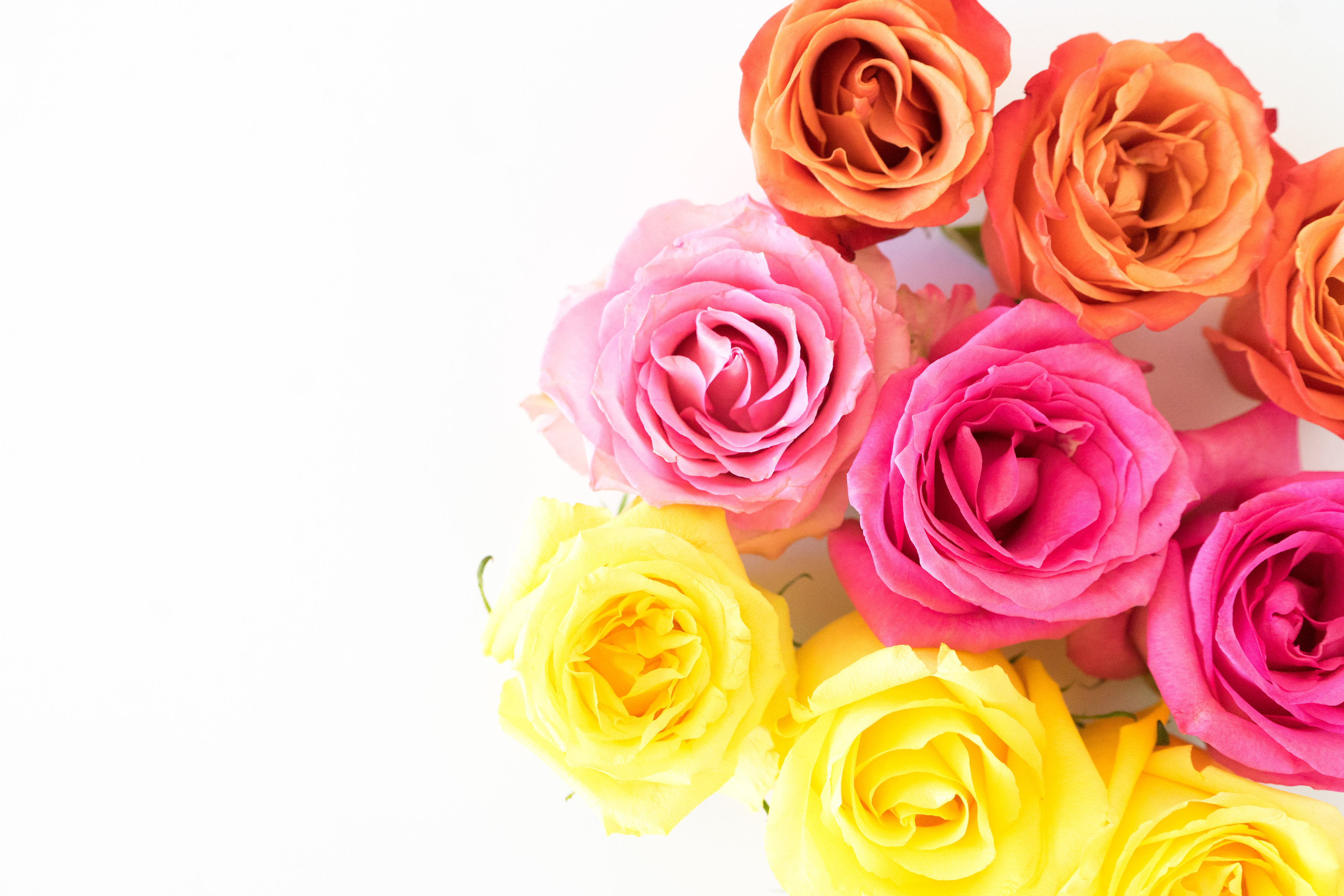 Orange Pink and Yellow Roses on White
