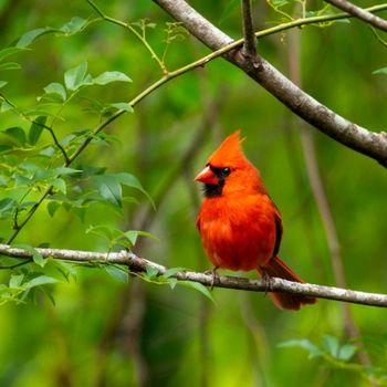 Alabama Birds Northern Cardinal