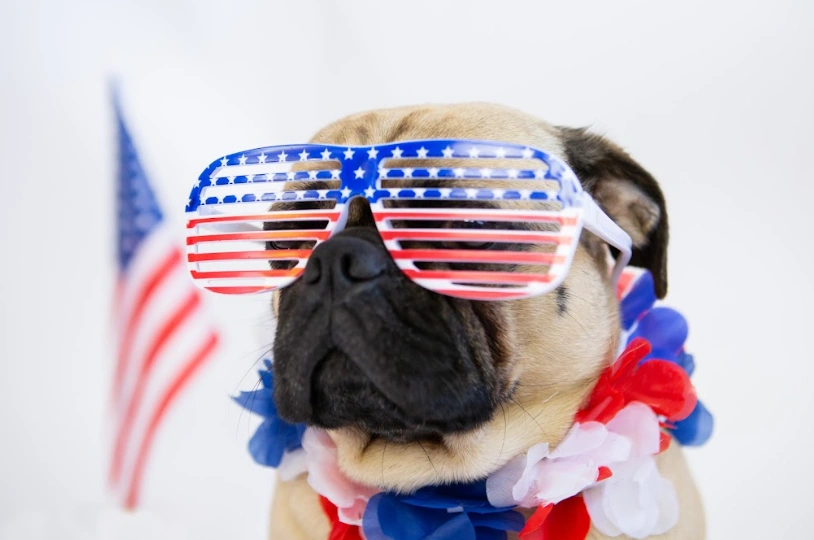 A pug wears patriotic red white and blue accessories like sunglasses and a lei