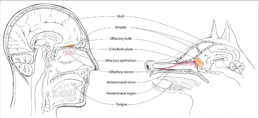 dogs olfactory system.webp