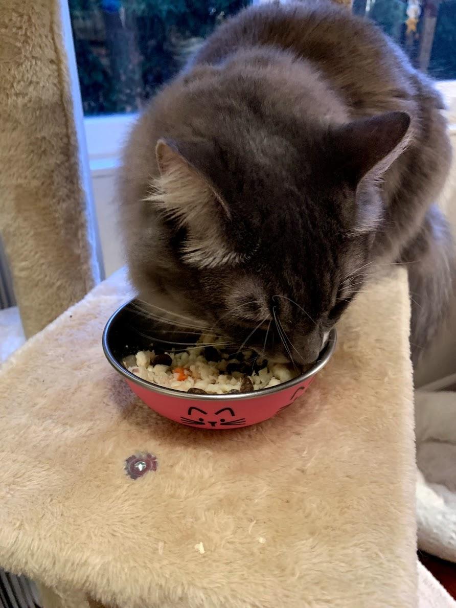 Nom nom now cat food outlet reviews