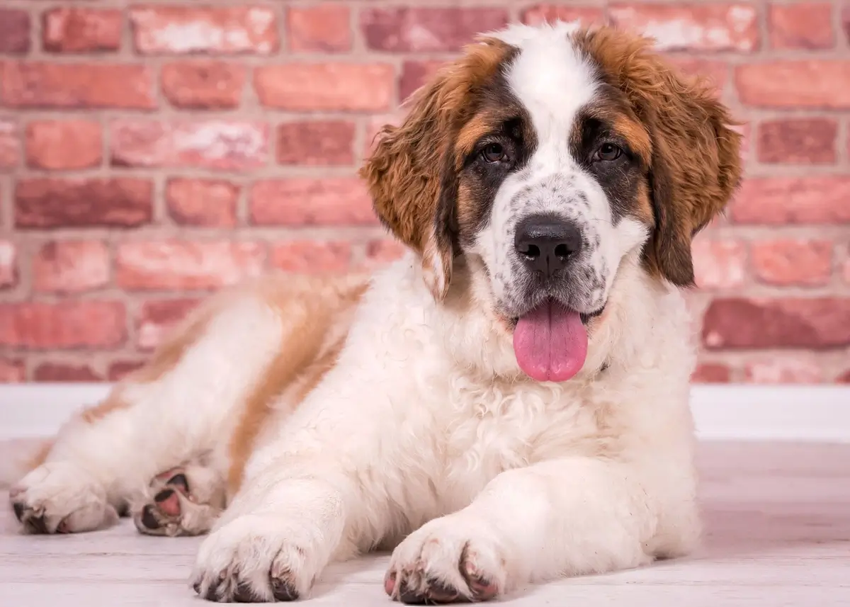 A St. Bernard puppy lounges on the ground in front of a brick wall